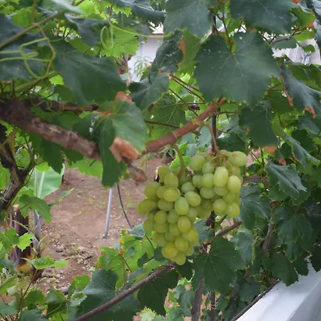 Chicho's Apartamento