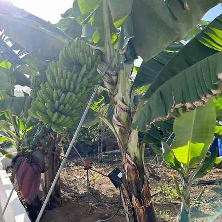 Апартаменты Chicho's Ла-Гуанча